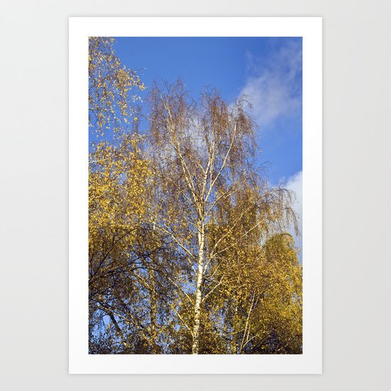 Birch in the Autumnlight Art Print
