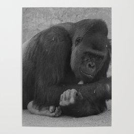 Black and white Gorilla Poster