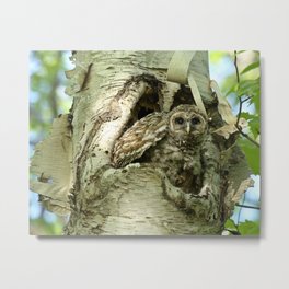 Barred owl baby camouflage Metal Print