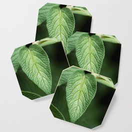 Textured Sage Leaf Coaster