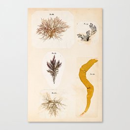 Specimens from "Algology: Algae and Corallines from the Bay & Harbor of New York," 1850 Canvas Print