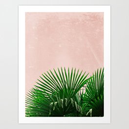 Palm Leaves On Pink Background Art Print