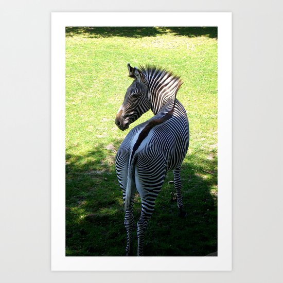 Zebra Art Print