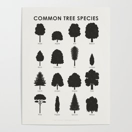 Tree Species by Shapes or Silhouettes Identification Chart Poster