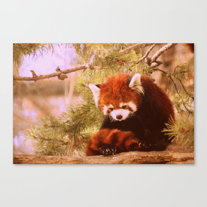 Sweetie of a Red Panda Canvas Print