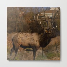 Loveland Elk Metal Print | Walldecor, Color, Digital, Homedecor, Bull, Wildlife, Antlers, Colorado, Decor, Loveland 