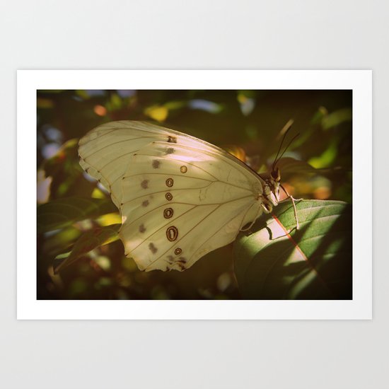 Butterfly Art Print