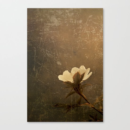 Wild Old Rose Canvas Print