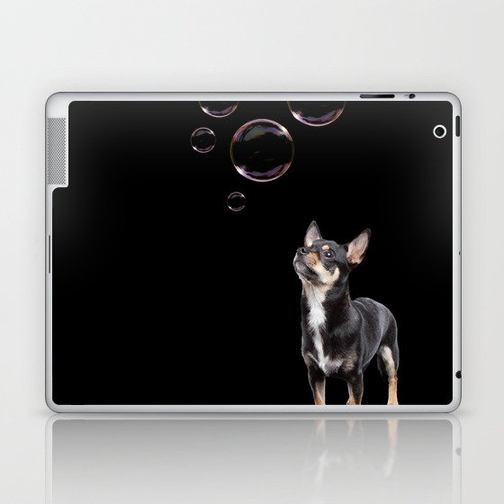Chihuahua Studio Shot On Black Background 630 Laptop & iPad Skin