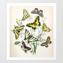 Swallowtail and Apollo butterflies from Schmetterlings buch, 1883 Art Print