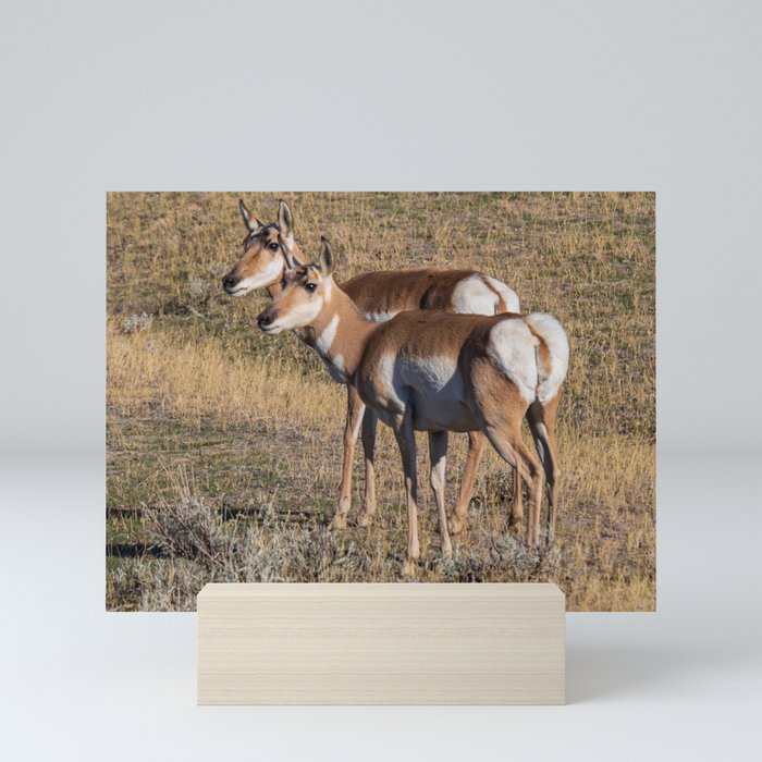 Pronghorns In Wyoming Mini Art Print