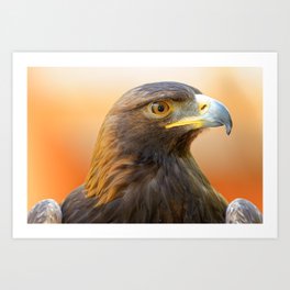 Golden Eagle | Eagles | Eagle Photography | Eagle Artwork | Raptor | Bird of Prey Art Print