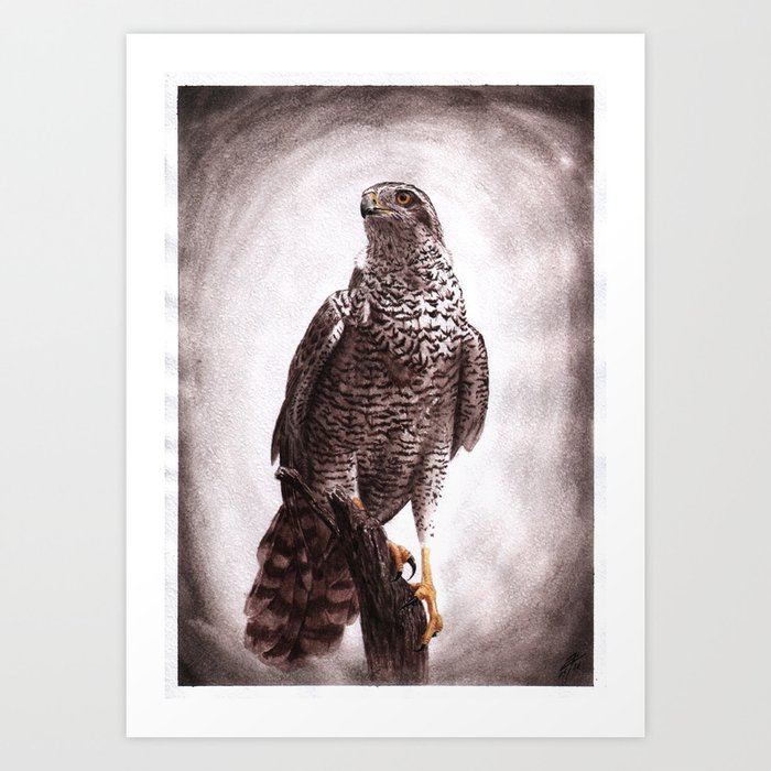Falcon (3c) Art Print