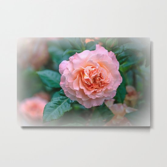 Beauty of a rose Metal Print