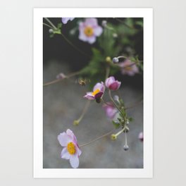 Bee on a Flower/ Floral Photography/ Art Print Art Print