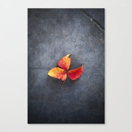 Red Leaves of Fall Canvas Print