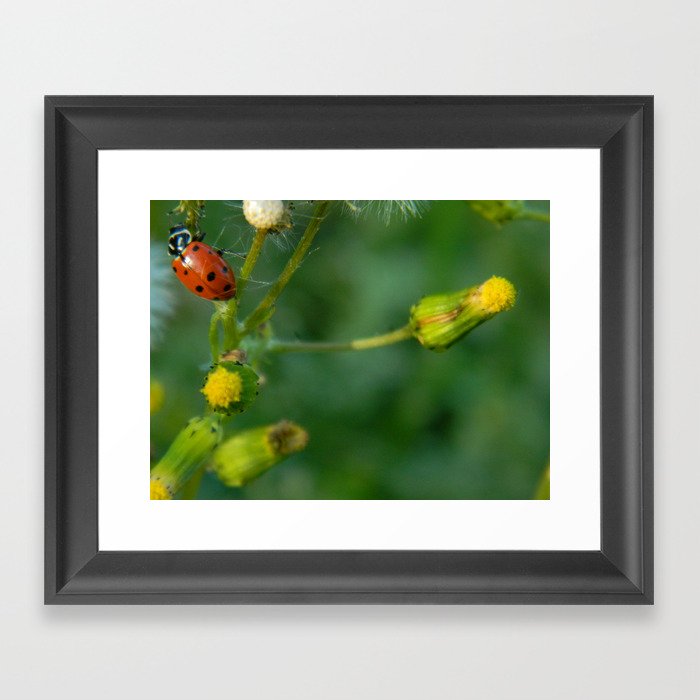 Lady Bug Dandelion Framed Art Print