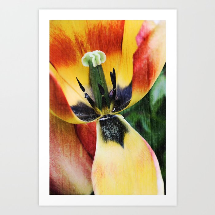 Tulip Macro Art Print