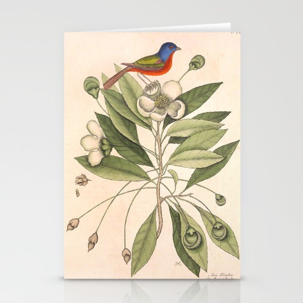 Painted bunting by Mark Catesby, 1729-1731 (benefitting The Nature Conservancy) Stationery Cards