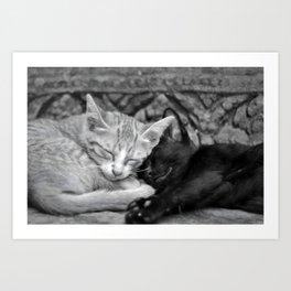 Cute Cat Lovers Hugging Sleeping Photography Gift Art Print