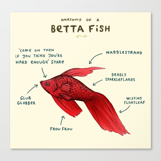 Anatomy of a Betta Fish Canvas Print