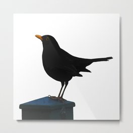 Blackbird Vector Metal Print | Wildlife, Beak, Commonblackbird, Eurasianblackbird, Sweden, Animal, Photo, Digital, Gothic, Blackbird 