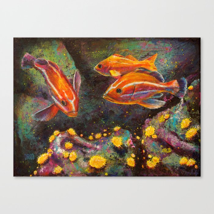 Jouvenile Rock Fish And Sea Anemones Canvas Print By Danocreative