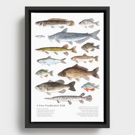 A Few Freshwater Fish Framed Canvas