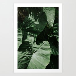Alocasia leaves in the sun of Plitvice, Croatia, Europe | Wall art by Anneloes van Acht Art Print