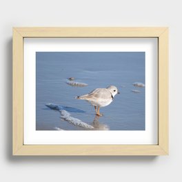 Piping Plover 3 Recessed Framed Print