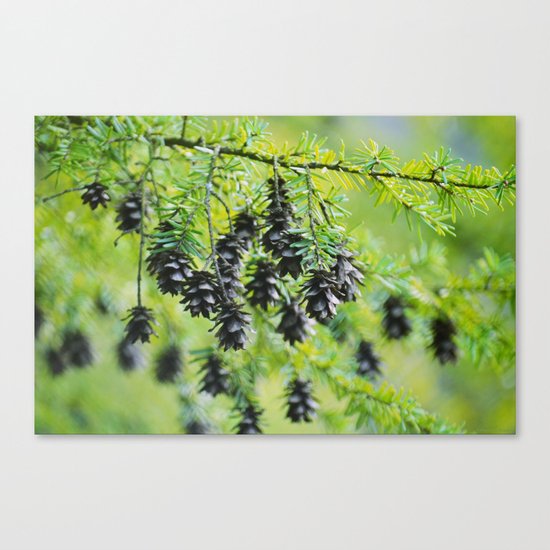 Snoqualmie Cones Canvas Print