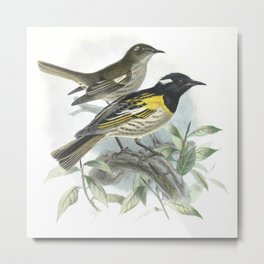 Vintage Print - A History of the Birds of New Zealand (1873) - Stitchbird or Hihi Metal Print | Naturalhistory, Biology, Scientific, Painting, Antique, Illustration, Drawing, Zoology, Animal, Wildlife 