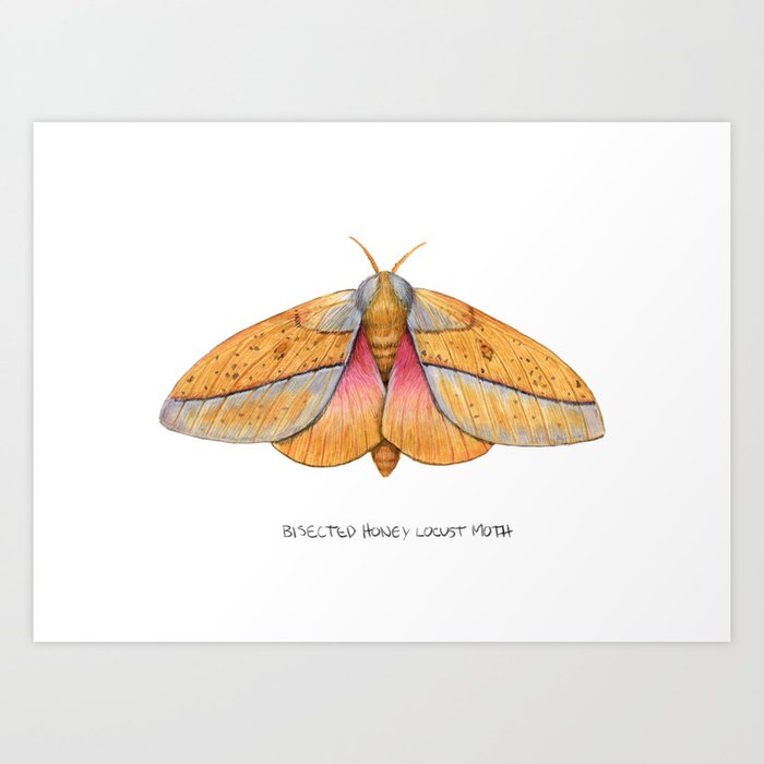 Bisected Honey Locust Moth (Sphingicampa bisecta) Art Print
