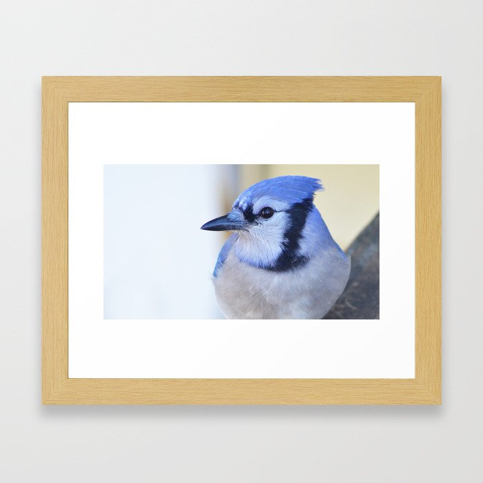 Blue Jay Framed Art Print