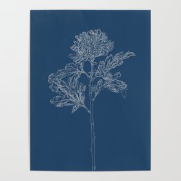 Chrysanthemum Blueprint Poster