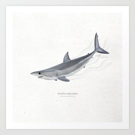 Shortfin mako shark scientific illustration art print Art Print