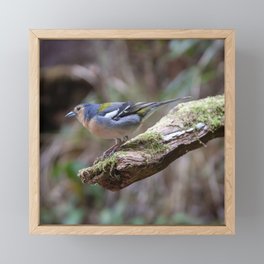 Madeira Finch on a Branch Framed Mini Art Print