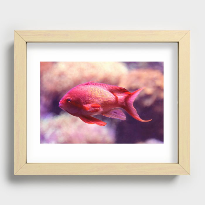 Red Fish Recessed Framed Print