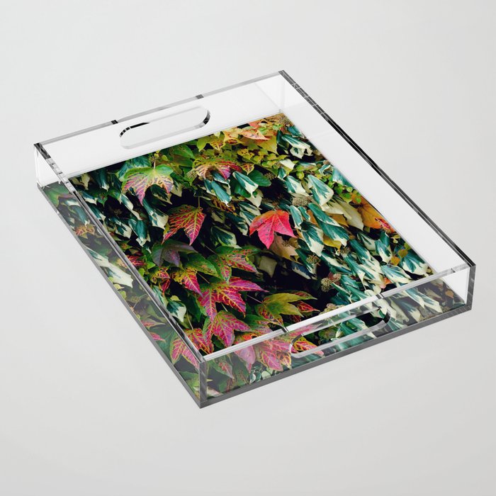 Variegated trailing leaves Acrylic Tray
