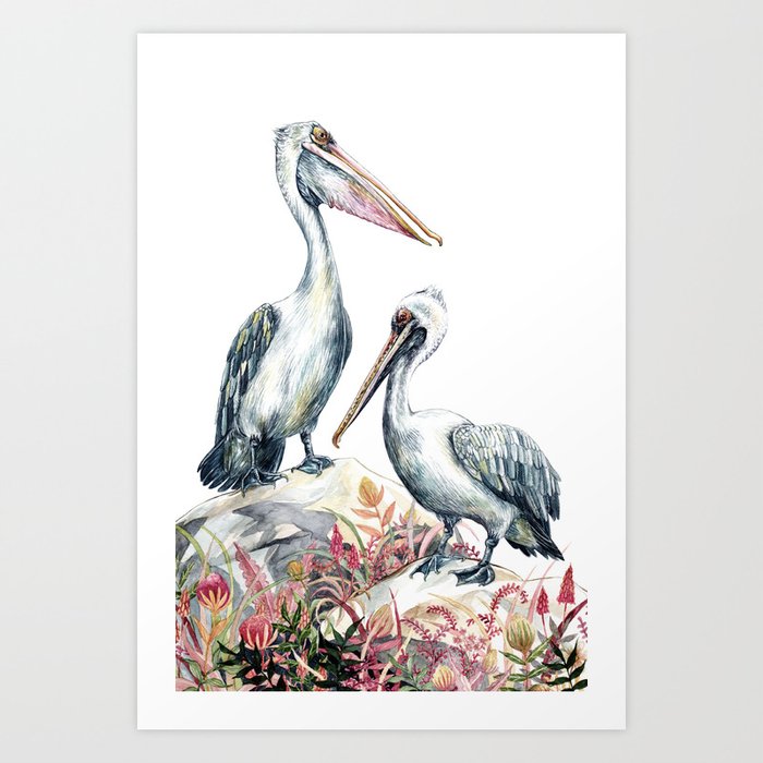 Watercolour Pelicans Art Print