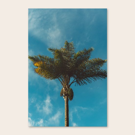Palm Tree Canvas Print