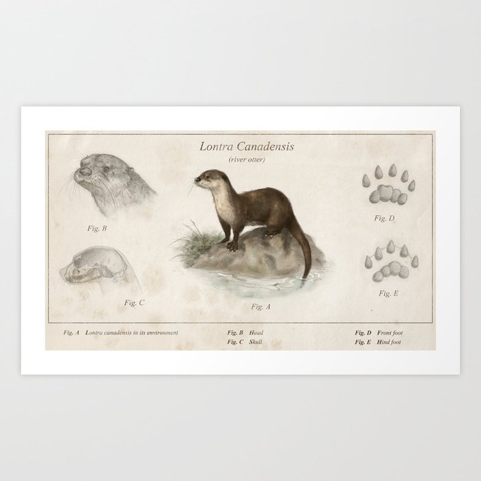 River otter (lontra canadensis) Art Print