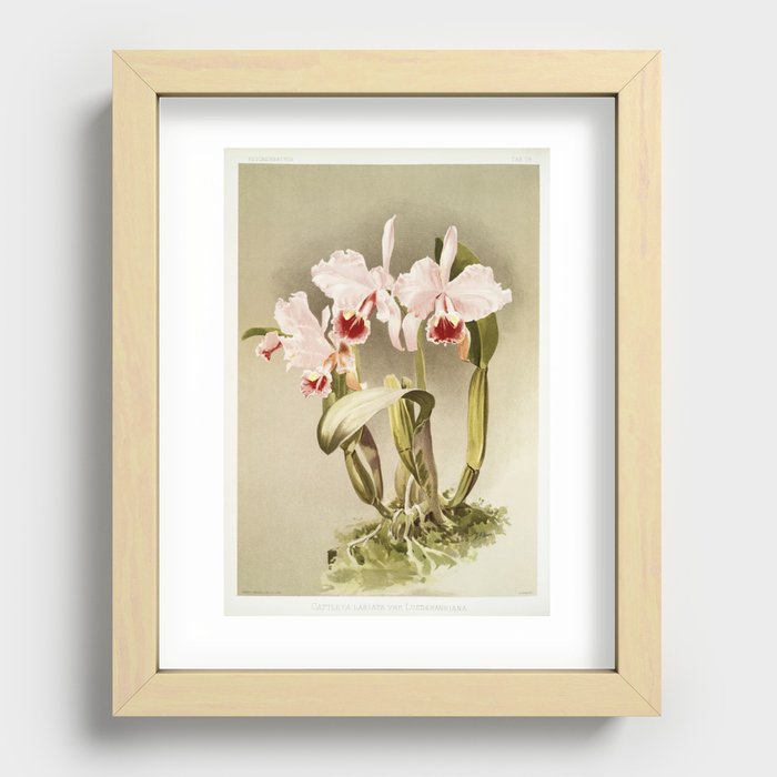 Cattleya labiata var luedemanniana from Reichenbachia Orchids (1888-1894) illustrated by Frederick S Recessed Framed Print