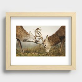 Close up of red deer stags fighting Recessed Framed Print