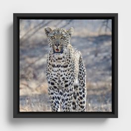 South Africa Photography - White Leopard In The Winter Weather Framed Canvas