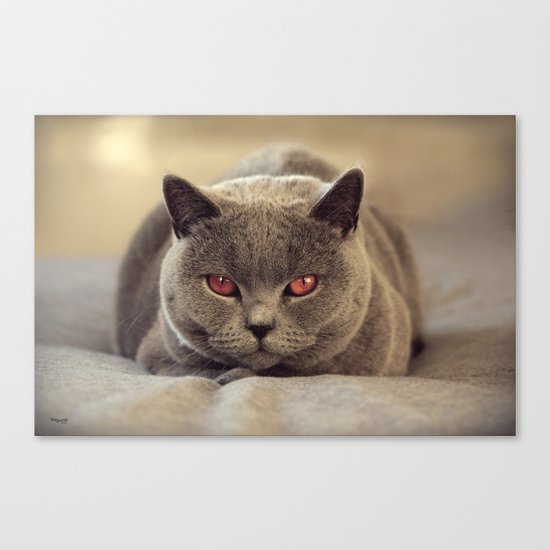 Superstar Diesel the Cat ! Canvas Print