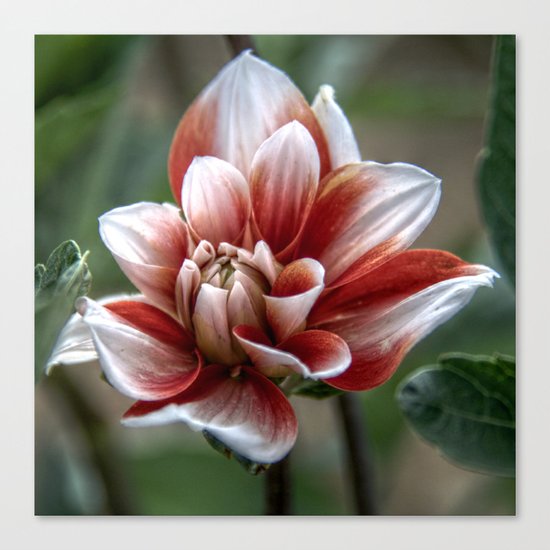 Unfurling flower Canvas Print