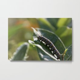 Monarch Caterpillar Metal Print