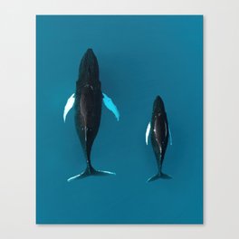 Humpback Whales Mother and Child  Canvas Print