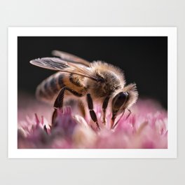 the bee in pink Art Print | Garden, Bee, Color, Colourful, Photo, Awesome, Insect, Plant, Blossom, Nature 